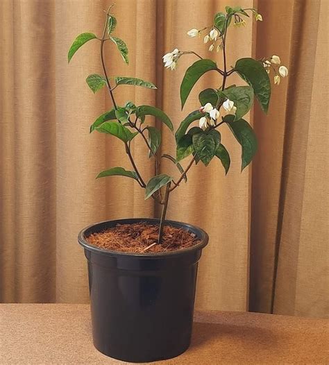 Bleeding Heart Vine | TheGreenyard.in