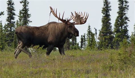 The Numbers Are In - Maine Moose Hunters Win! - Sporting Classics Daily
