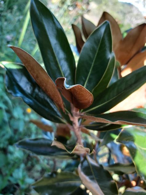 Magnolia (Little Gem) — Eumundi Roses