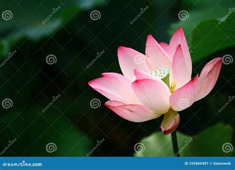 A Lotus Flower and Lotus Flower Plants Stock Image - Image of leaves ...