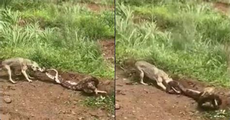 Image result for Python vs Goat