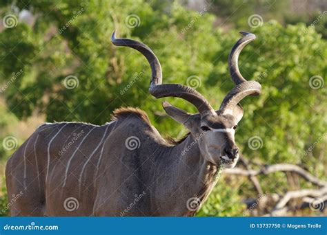 Greater Kudu Spiral-horned Antelope Stock Photo - Image of stripes ...