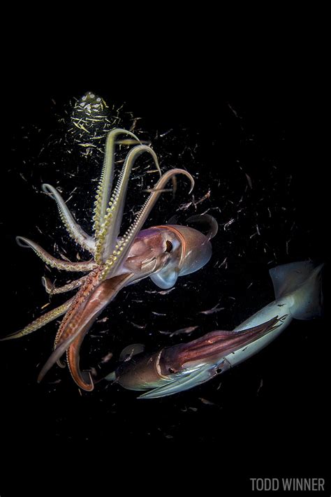 Humboldt Squid Bite Force