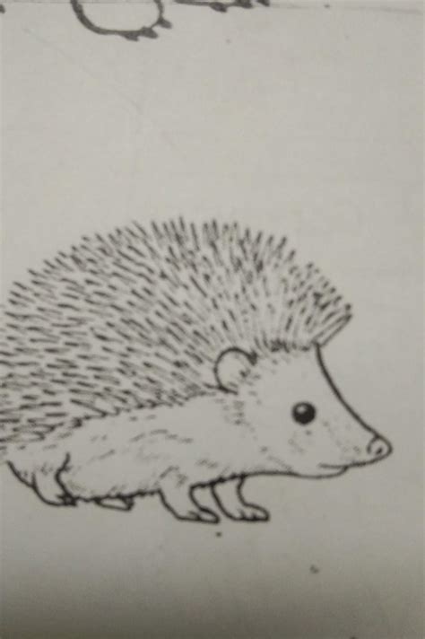 what is this animal and 8s it herbivore carnivore or omnivore pls ...