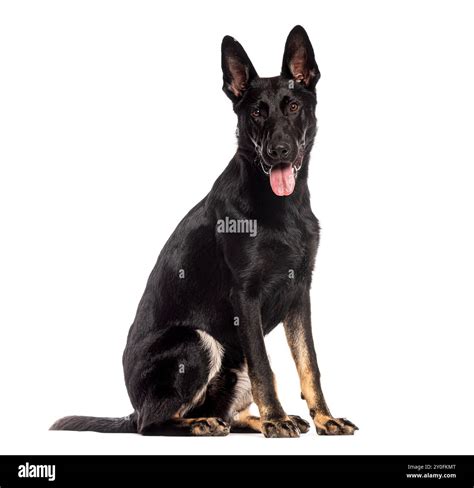 Eight months old black German Shepherd puppy, sitting, panting and ...