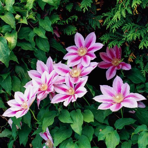 15 Clematis Varieties to Grow for Gorgeous Flowers
