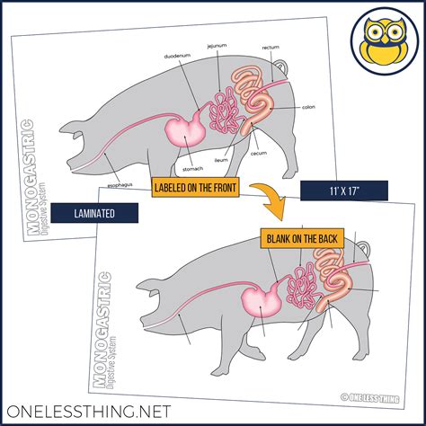 Pig Digestive System Diagram