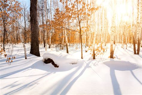 冬天的冰雪风景高清图片下载-正版图片500622150-摄图网