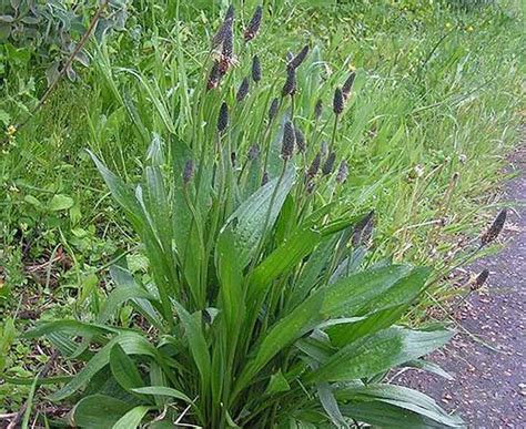 Quiz on Perennial Garden Weeds, Recognition and Identification