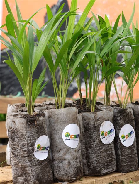 La CAM entregará 34 mil plántulas para el Domingo de Ramos - TSM Noticias