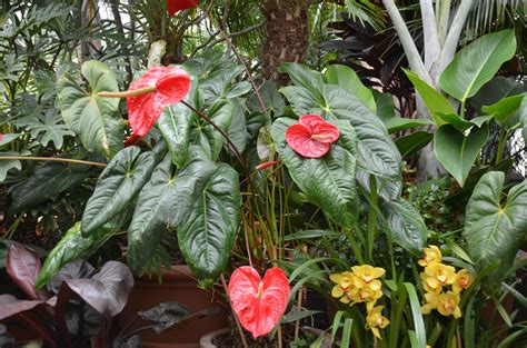 Red Peace Lily Plant