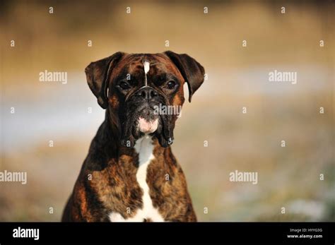 Boxer Portrait 的图像结果