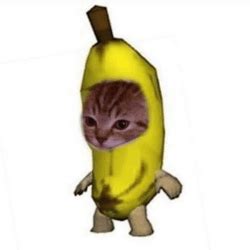 Image result for Cat Writing Python Code