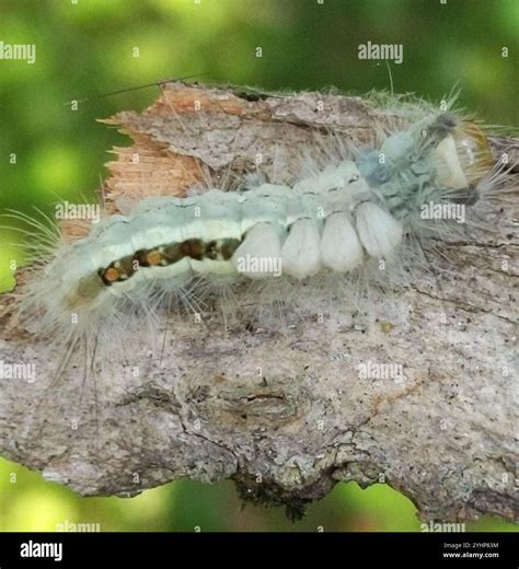 White-marked Tussock Moth (Orgyia leucostigma Stock Photo - Alamy