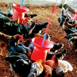 Best Top Rated Poultry farm in Panchgani, Maharashtra, India | Yappe.in