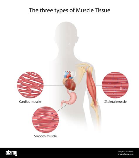Three types of muscle fibers hi-res stock photography and images - Alamy