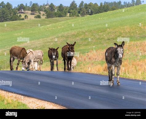 Wild Burros or Donkeys on Wildlife Loop Road in Custer State Park in ...