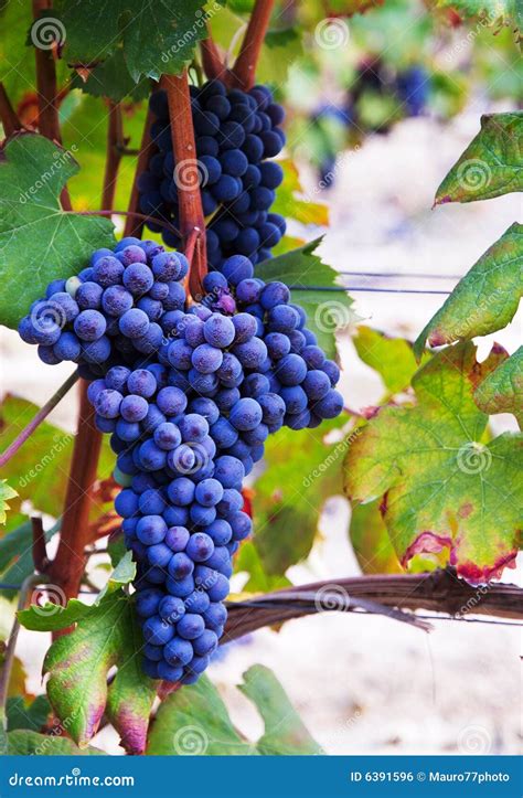 A Bunch Of Grapes Royalty Free Stock Image - Image: 6391596