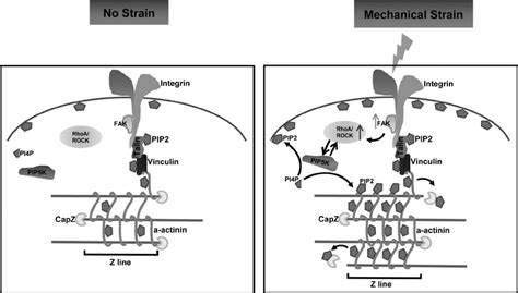Image result for PIP2 Signaling Pathway