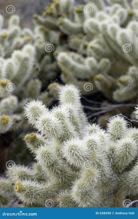 Teddy Bear Cholla Cactus stock photo. Image of jumping - 638498