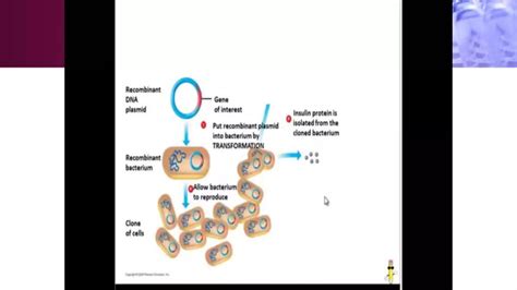 Application of Genetic Engineering 的图像结果