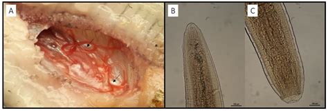Could Fish Feeding Behaviour and Size Explain Prevalence Differences of ...