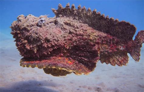 Image result for Alien Fish