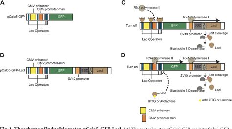 Image result for Mammalian Expression Vector