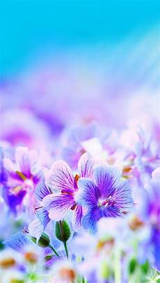Pretty Iphone Wallpaper by Free Pretty Iphone Images Pixelstalk Net Pretty Iphone Wallpaper