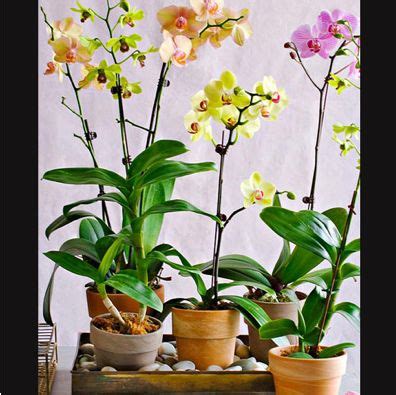 Orchids: Types and Growing Tips