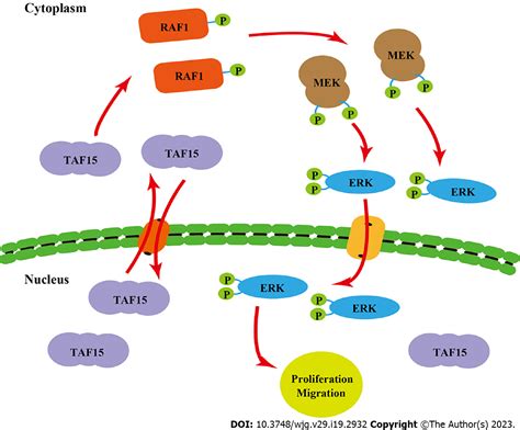 tata box binding protein 機能 – tata box binding protein とは – BUXSW