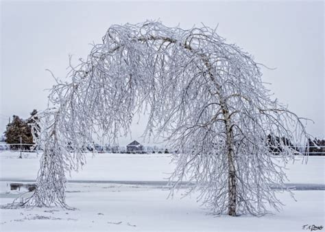 Tomorrow's Weather Québec city (Jan 03): Frigid Clear Skies, Light Winds - The Weather Network