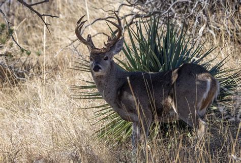 White Tailed Deer Population In Texas at Emily Tripp blog