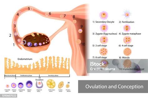 Image result for Ovulation and Fertilization Process