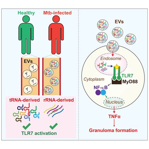 RNA Sequencing Method 的图像结果