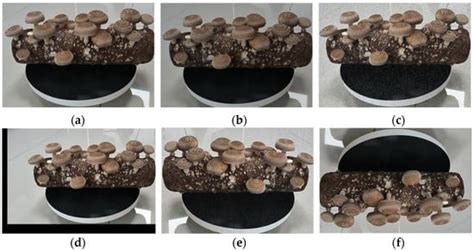 Instance Segmentation of Lentinus edodes Images Based on YOLOv5seg-BotNet