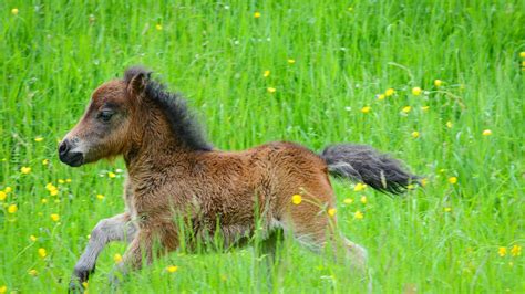 Teacup Miniature Horse Animal Pictures | A-Z Animals