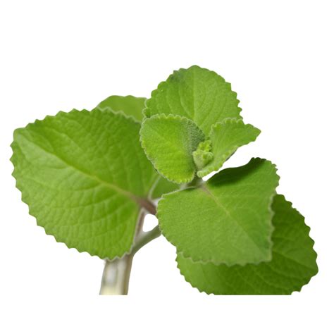 Edible Green Series: Indian Borage – MY LITTLE THOUGHTS LANE