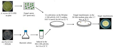 Functional Genomics of Aspergillus oryzae: Strategies and Progress