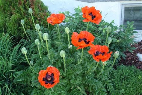 Tips On How To Grow Oriental Poppy | Deer resistant perennials, Flowers ...