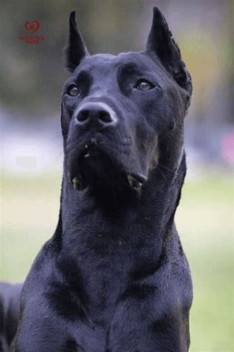 Canis Panther - Black Hybrid Guardian | Dogs, Dog breeds, Best guard dogs