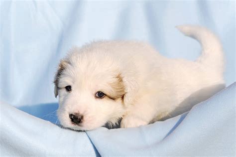 How Much Does a Great Pyrenees Cost? (2026 Price Guide)