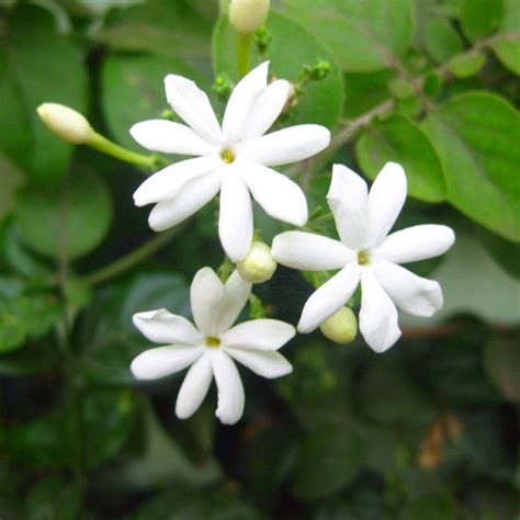 Juhi/Jasminum Auriculatum - Creepers & Climbers– Exotic Flora