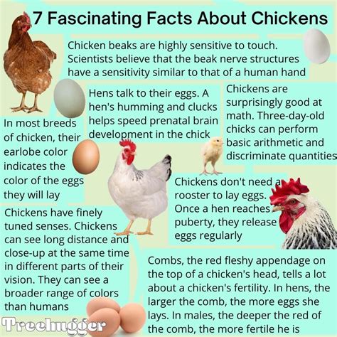 Pin by Laura MacKenzie on Keeping chickens | Chickens backyard, Chicken ...