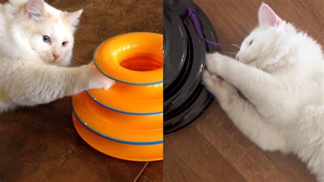 Cat Cloning Services