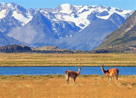 South America - Wildlife, Ecosystems, Biodiversity | Britannica