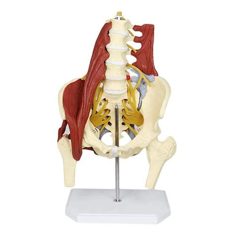 Buy Female Pelvis Anatomy Model Lumbar Spine Model Medical Science ...