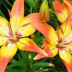 significato fiori giglio significato giglio significato dei fiori conoscere il significato fiori giglio significato giglio significato dei fiori conoscere il