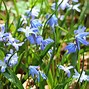 Image result for Blue Wild Spring Flowers