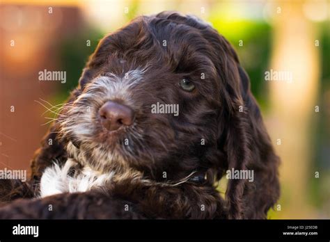 Image result for Cockapoo Dog Tung